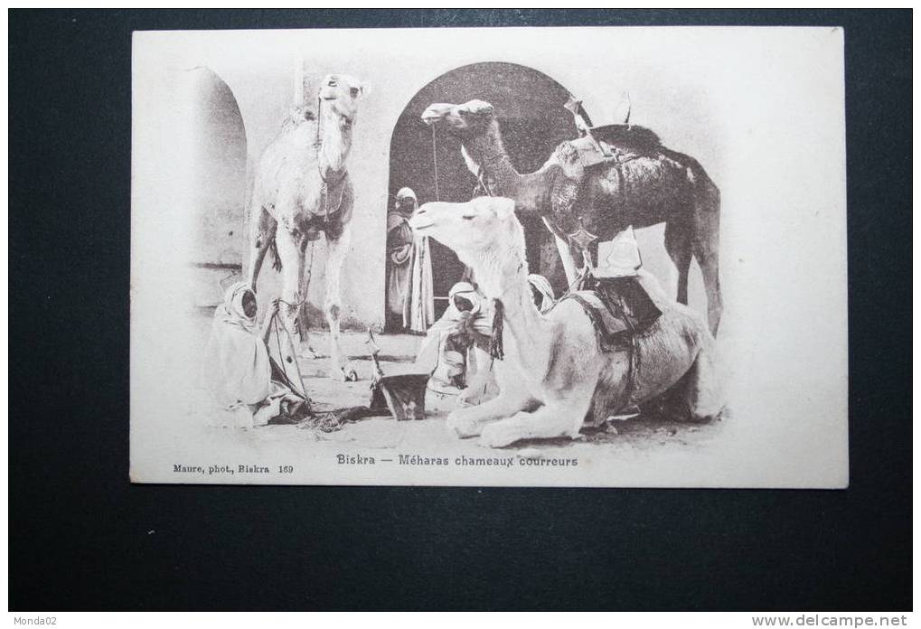 Biskra Méharas chameaux courreurs