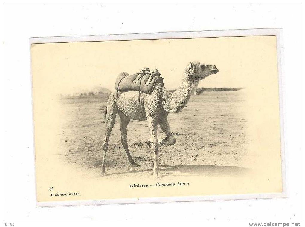 BISKRA_Chameau blanc