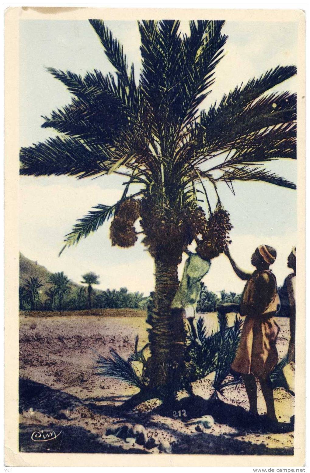 RECOLTE DES DATTES DANS LE SUD - BISKRA