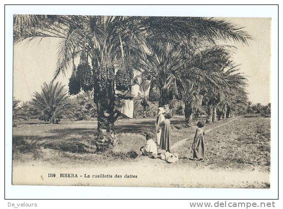 Algérie. Biskra. Pub. Expédition de Dattes Lasolle-Lavignon et Le Gallic. La cueillette des dattes