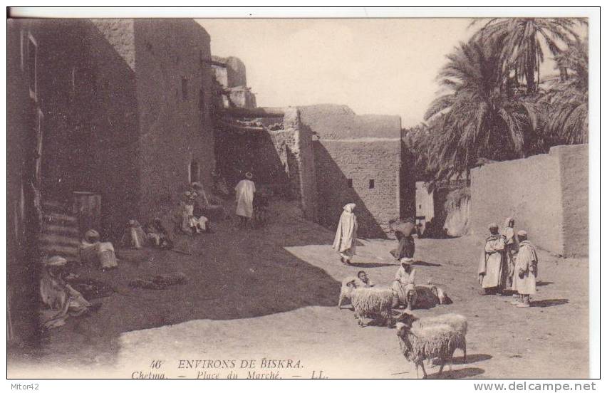 111-Biskra-Algeria-Piazza del Mercato-Tema Animali. pecore-Bollo Constantine 13-4-1919.