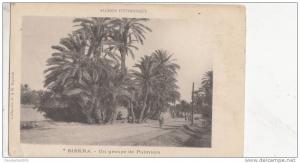 BR44345 un groupe de palmiers Biskra    2  scans