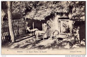 BISKRA (Algérie) - Le Square Dufour, les Gazelles