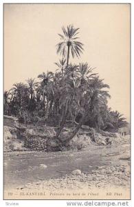 EL KANTARA, Palmiers au bord de l'Oued, Biskra, Algeria, 00-10s