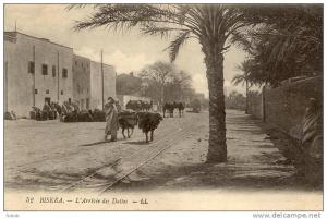 NK-BI 006-Algérie-Biskra-L'Arri vée des Dattes-L.L.-