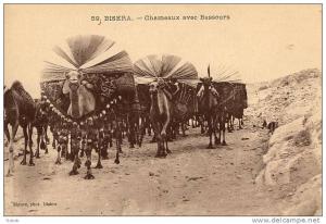 NK-BI 012-Algérie-Biskra-Chamea ux avec Bassours-Superbe-