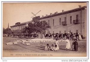 ALGERIE , BISKRA , Transport de dattes par chameaux , LL