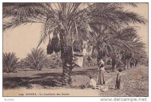La Cueillette Des Dattes, Biskra, Algeria, Africa, 1900-1910s
