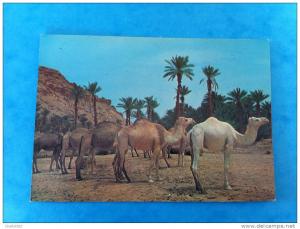 ALGERIE  HALTE DANS L´OASIS