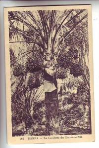 BISKRA .- La Cueillette des dattes