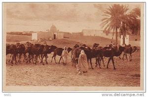 Algérie - M157 - Biskra - Passge d´une caravane - bon état