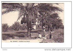 Biskra Ceuillette des dattes (1199)