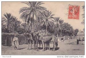 ALGERIE.BISKRA.CHAMELIER  editeur ND