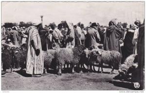 AFRIQUE,AFRICA,AFRIKA, Algérie,CONSTANTINE,1955, Marché aux moutons,métier,élevage,él eveur,commerce