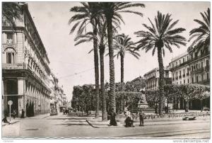 afrique,algérie,bone,cons tantine,cours  bertagna,palmiers rare