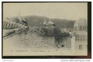 ALGERIE CONSTANTINE /   Un nid de cigognes