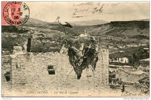 CPA ALGERIE CONSTANTINE UN NID DE CIGOGNES 1906 rare