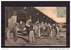 ALGERIE Constantine Caserne, Quartier du Mansourah, Chasseurs d'Afrique, Pansage des Chevaux, beau plan, ed ND 162, 1906