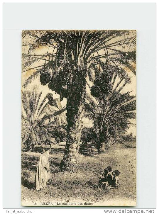 206 )  BISKRA. Ceuillette des Dattes. LASOLLE-LAVIGNON et LE GALLIC  . (2 Scans) .Année 19** . Édit./Phot *  .Exp/Dest
