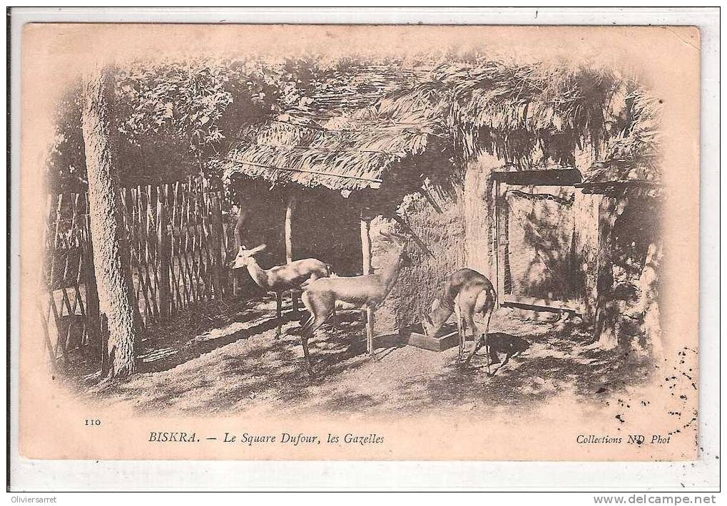 algérie    biskra le square dufour les gazaelles