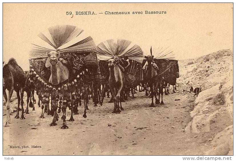 NK-BI 012-Algérie-Biskra-Chamea ux avec Bassours-Superbe-