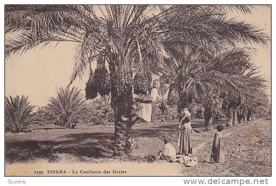 La Cueillette Des Dattes, Biskra, Algeria, Africa, 1900-1910s