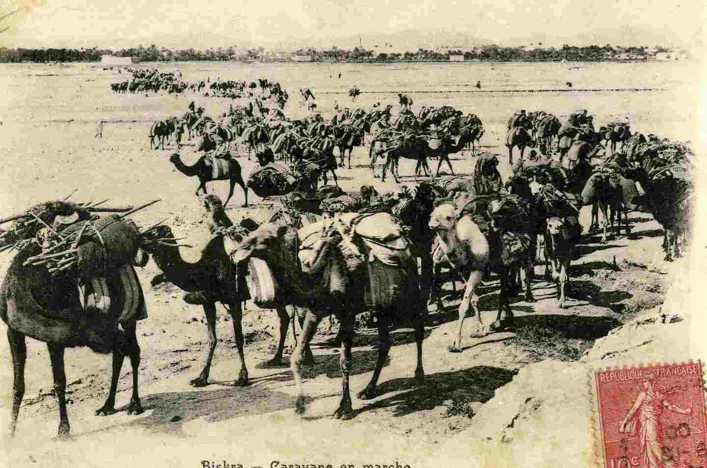 BISKRA - RENDEZ-VOUS DES CHAMELIERS- GROS PLAN ANIME