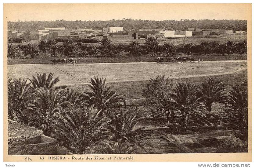 NK-BI 040-Algérie-Biskra-Route des Ziban et Palmeraie