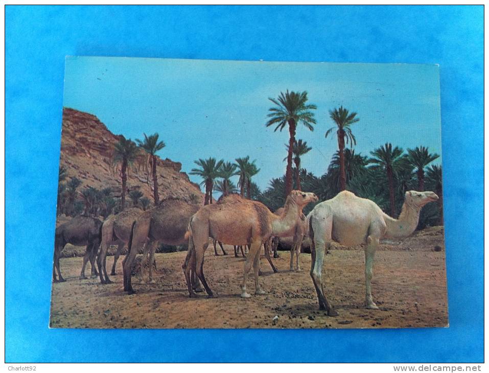 ALGERIE  HALTE DANS L´OASIS