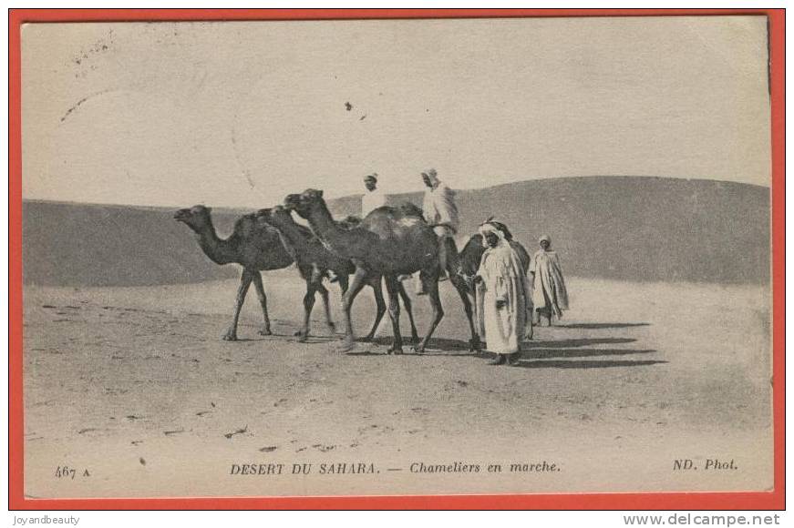 D139, Désert du Sahara , Chameliers en marche , 467, Chameau, circulée  1923