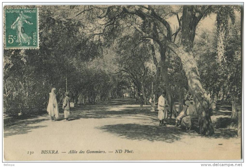 BISKRA Allée des Gommiers ND