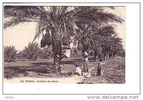 Biskra Ceuillette des dattes (1199)