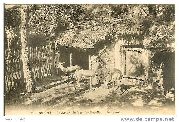 CPA Algerie BISKRA (gazelles)