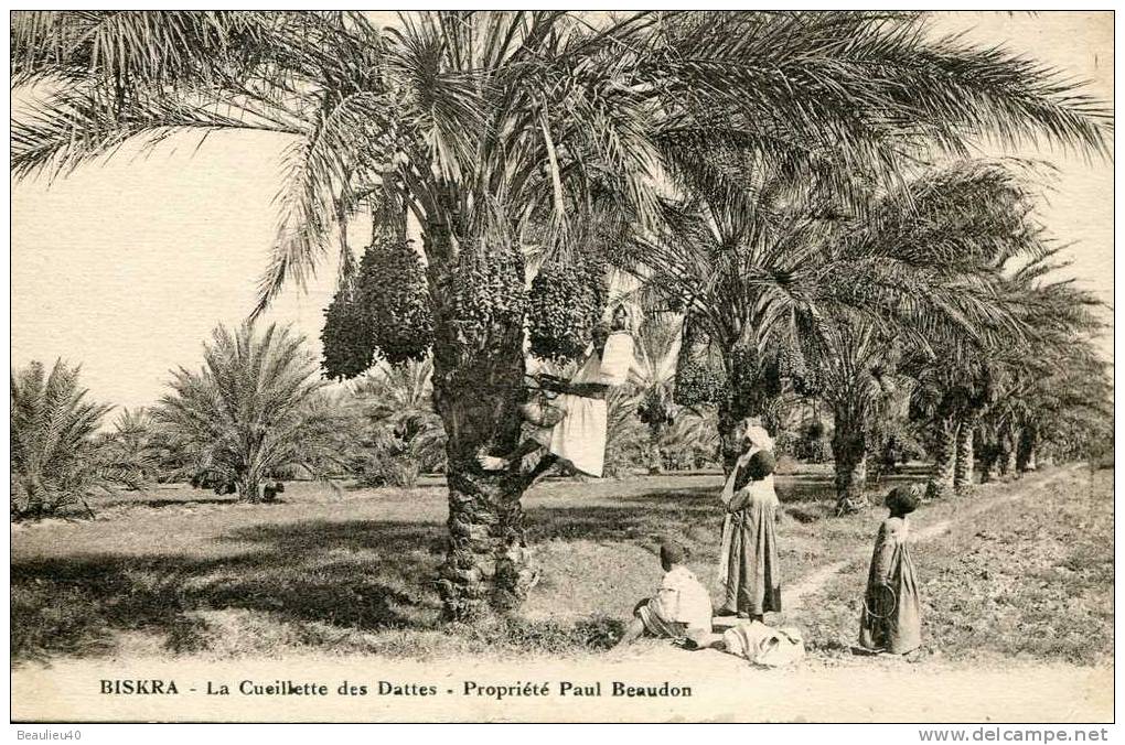 BISKRA   LA CUEILLETTE DES DATTES propriété Paul Beaudon