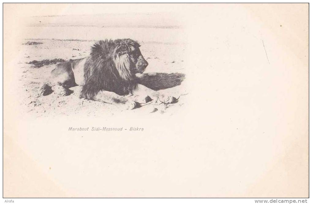 BISKRA - Marabout Sidi-Messaoud