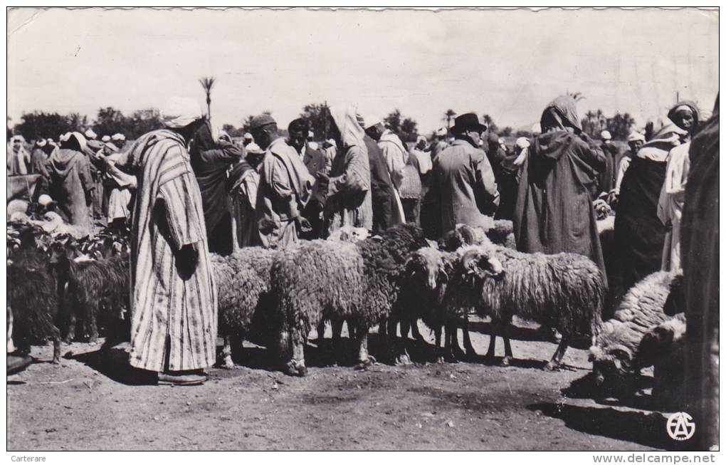 AFRIQUE,AFRICA,AFRIKA, Algérie,CONSTANTINE,1955, Marché aux moutons,métier,élevage,él eveur,commerce