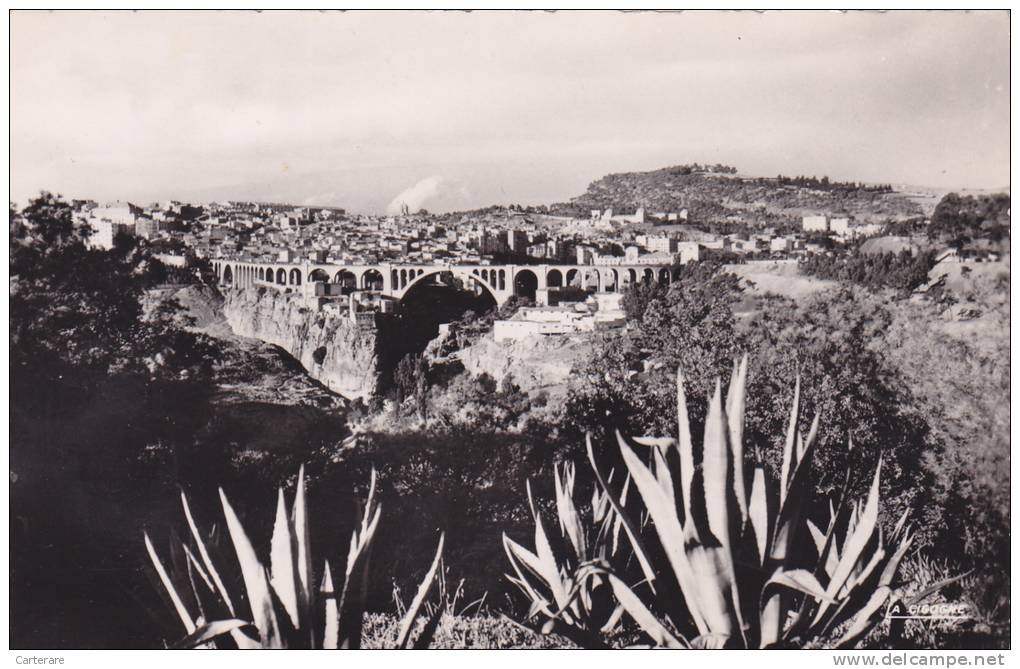 AFRIQUE,AFRICA,AFRIKA, Algérie,CONSTANTINE,QACEN TINA,CIRTA,1955,PONT,vue aerienne,cactus