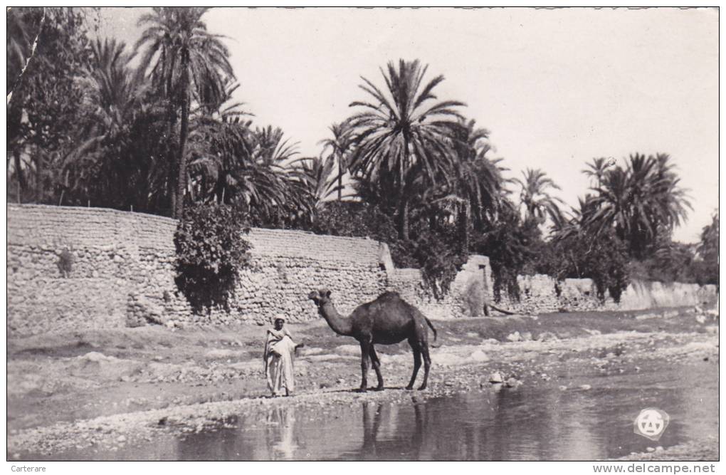 AFRIQUE,AFRICA,AFRIKA, Algérie,CONSTANTINE,QACEN TINA,CIRTA,1956,PALMERAIE ,OUED,CHAMEAU,DRESSEUR