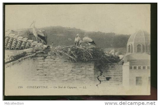 ALGERIE CONSTANTINE /   Un nid de cigognes