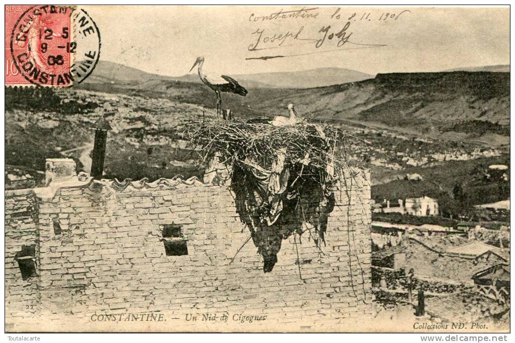 CPA ALGERIE CONSTANTINE UN NID DE CIGOGNES 1906 rare