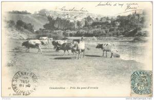 CPA ALGERIE / Constantine