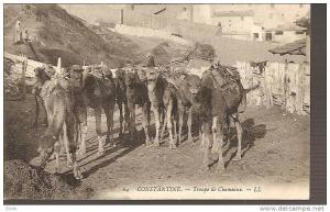 -ALGERIE - CONSTANTINE - Troupe de Chameaux- très peu fréquente - neuve petit pli d'angle sinon excellent état