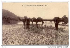 LAGHOUAT    A   LA PRISE D´EAU    DROMADAIRES