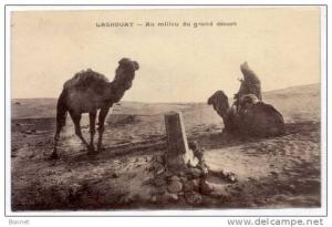 LAGHOUAT    AU  MILIEU  DU GRAND  DESERT     DROMADAIRES