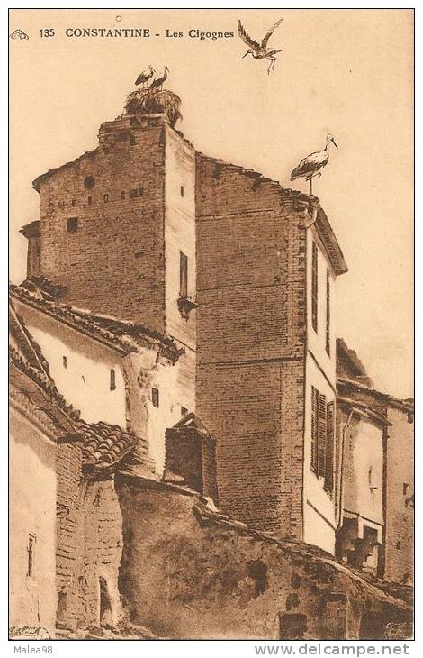 ALGERIE ,,,,CONSTANTINE ,,,,,LES  CIGOGNES ,,,,,JOLIE CARTE ,,,,