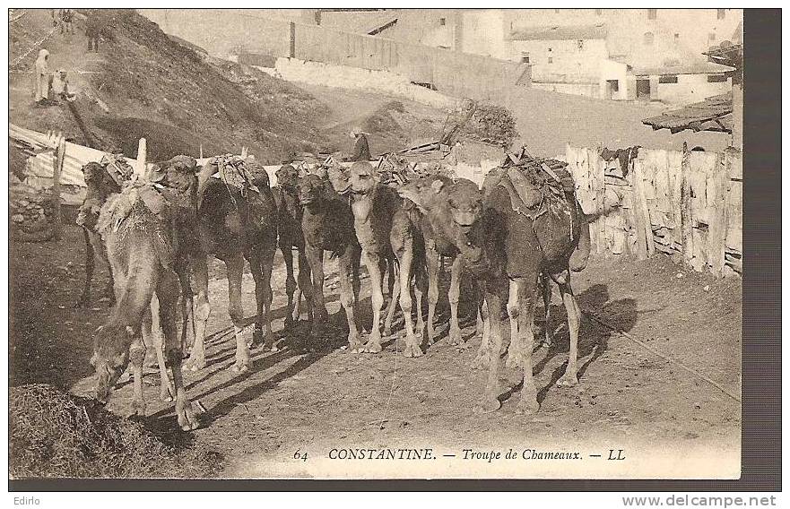 -ALGERIE - CONSTANTINE - Troupe de Chameaux- très peu fréquente - neuve petit pli d'angle sinon excellent état