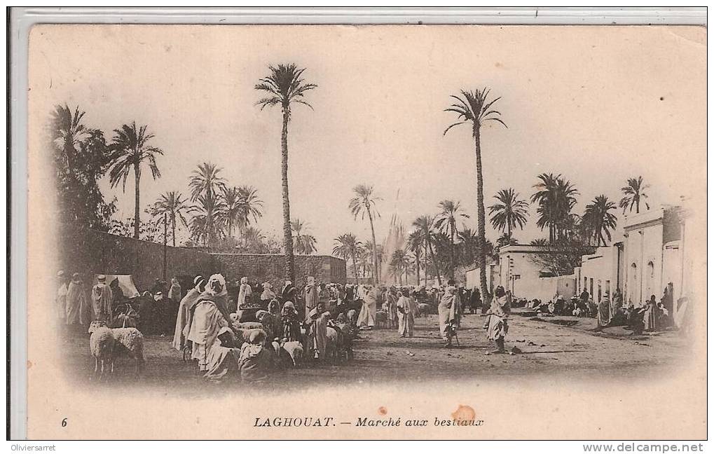 laghouat marché aux bestiaux