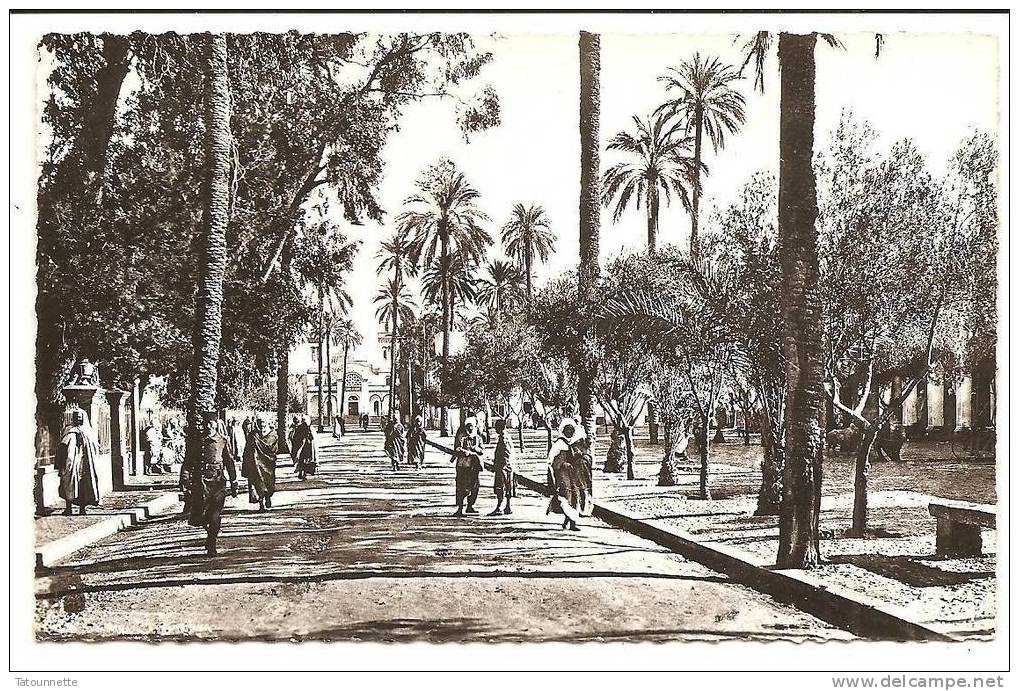 CPSM Laghouat . Place des Oliviers et l'Eglise