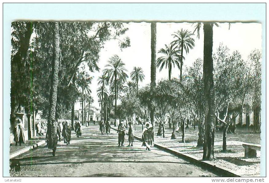 LAGHOUAT / Place des Oliviers