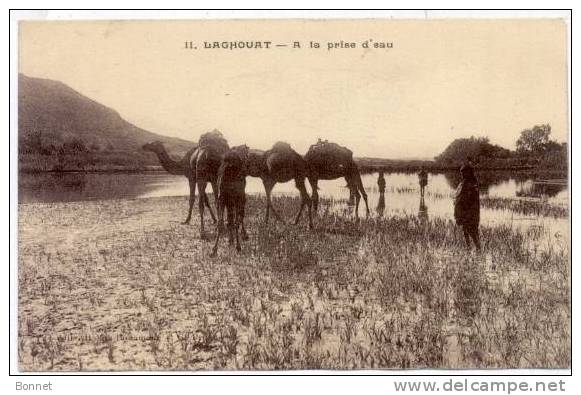 LAGHOUAT    A   LA PRISE D´EAU    DROMADAIRES